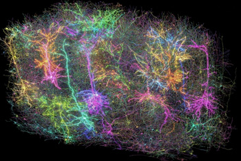 史上最大脑“地图”详细描述大量神经元及其活动