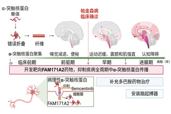 “从0到1”发现帕金森病原始创新靶点和候选新药