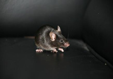 干细胞与再生医学研究