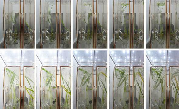空间应用系统问天实验舱任务进展顺利 植物生长状态良好