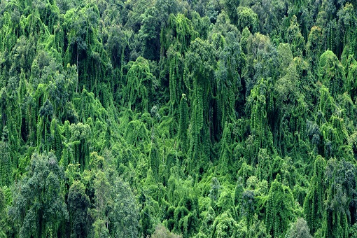 西双版纳世界生物圈保护区