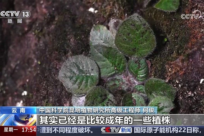 【新闻直播间】极危物种大花石蝴蝶重返蒙自天坑