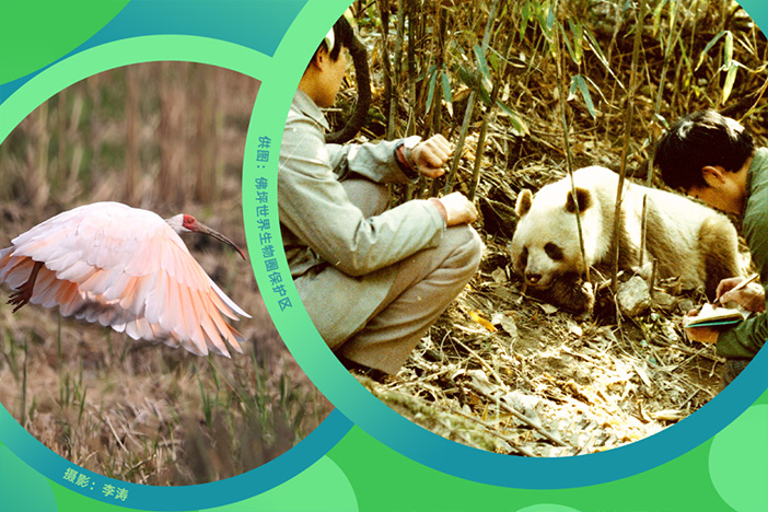 秦岭深处的熊猫“日记”